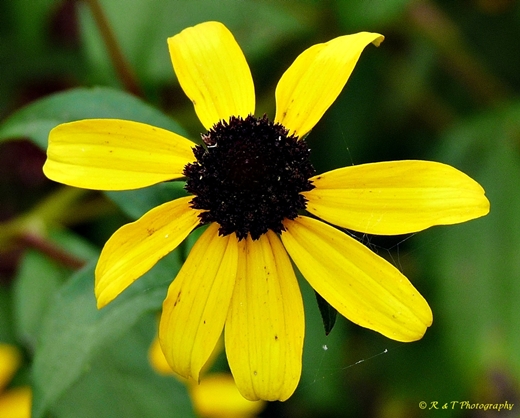 {Rudbeckia triloba}